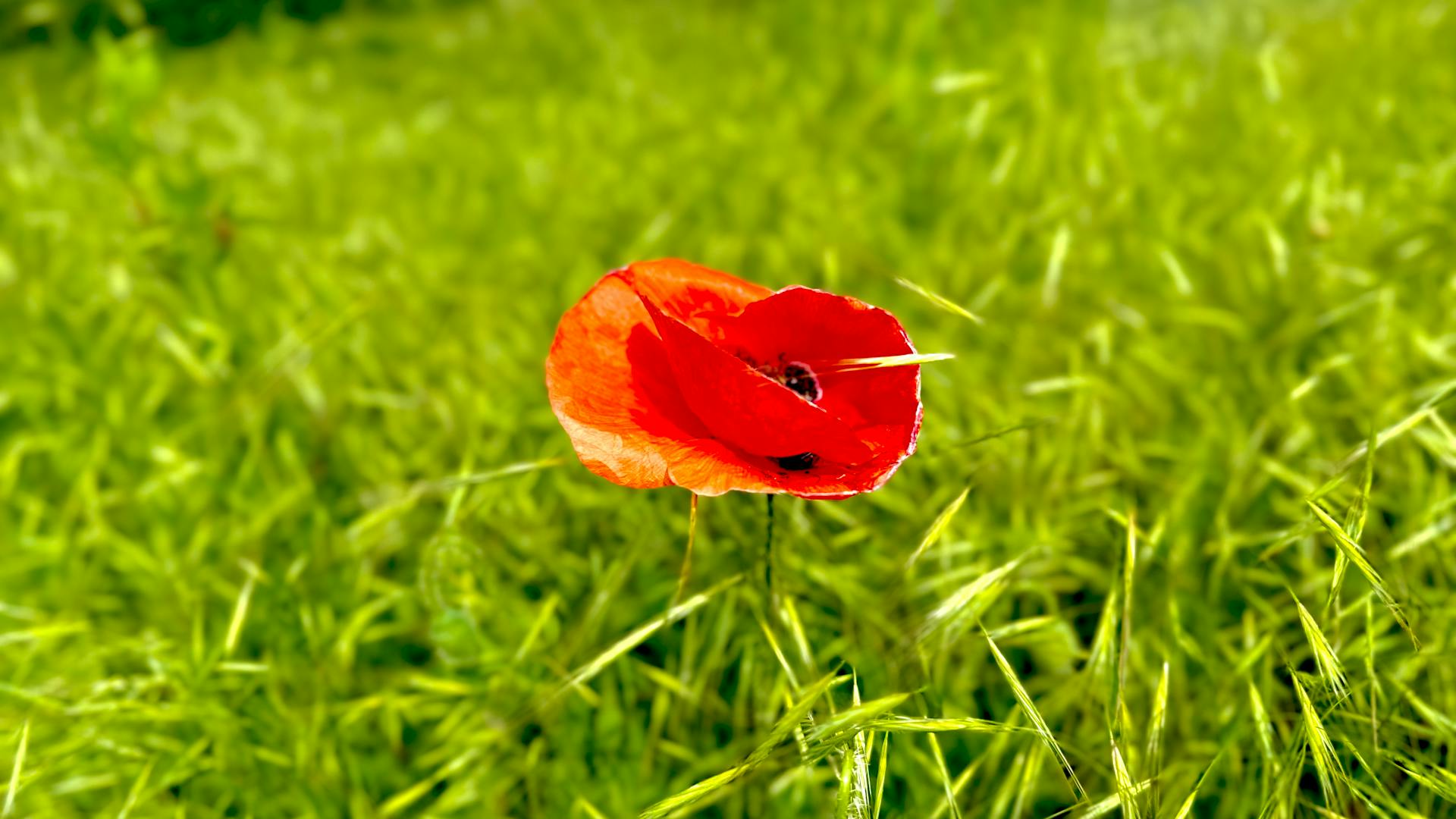 Poppies in a carpet of grass (Papaver rhoeas)