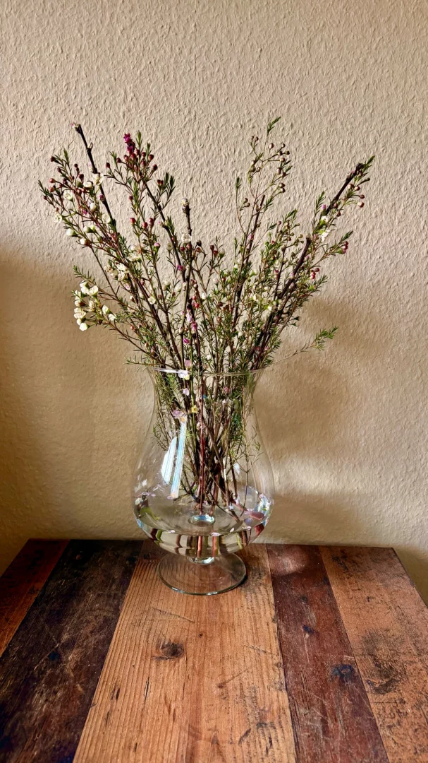 Waxflower – True Beauty Lies in Simplicity