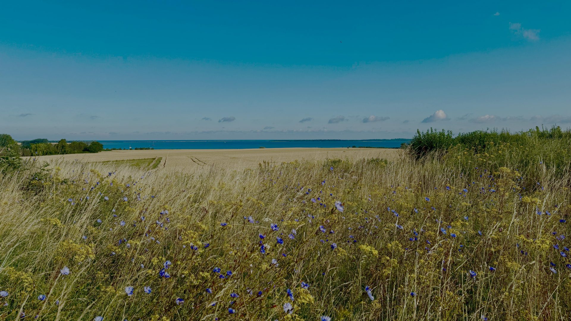 Whispers of the Meadow