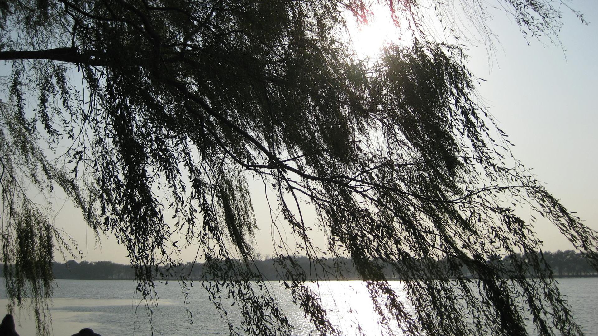 Willow at Lake
